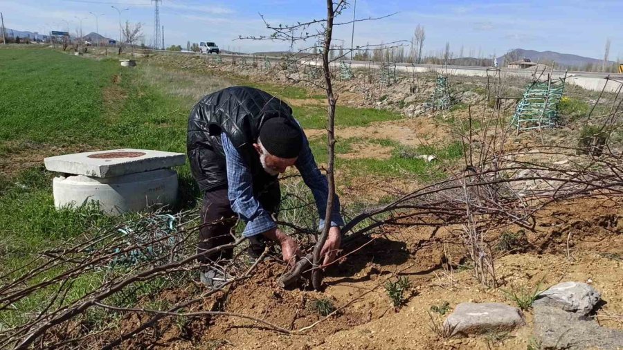 ’ağaç Sever Dede’ Diktiği Bine Yakın Ağacın Bakımını Aksatmıyor