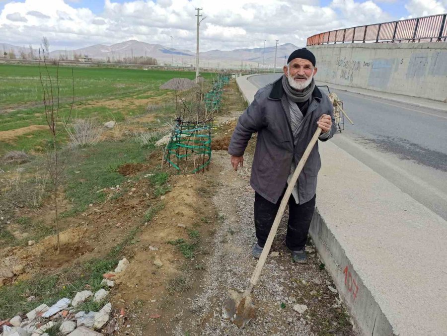 ’ağaç Sever Dede’ Diktiği Bine Yakın Ağacın Bakımını Aksatmıyor