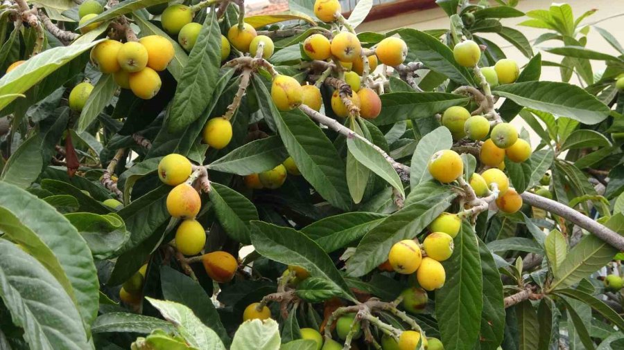 Mersin’de Yenidünya Hasadı Başladı: İlk Büyük Şehirler Tadacak