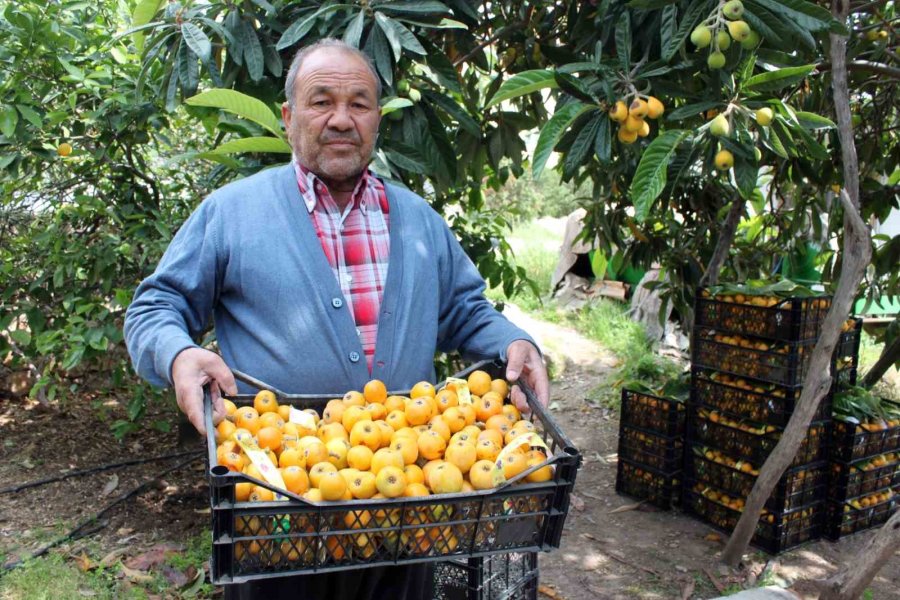 Mersin’de Yenidünya Hasadı Başladı: İlk Büyük Şehirler Tadacak