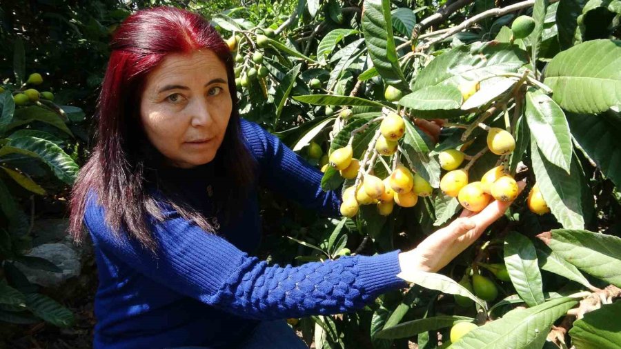 Mersin’de Yenidünya Hasadı Başladı: İlk Büyük Şehirler Tadacak