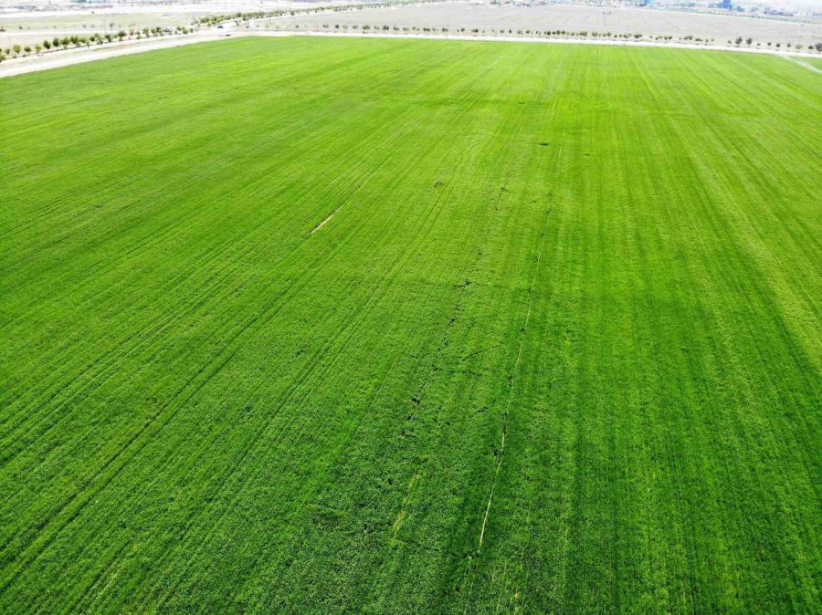 Konya Ovası’nda Rekolte İçin Gözler Mayıs Yağışlarında