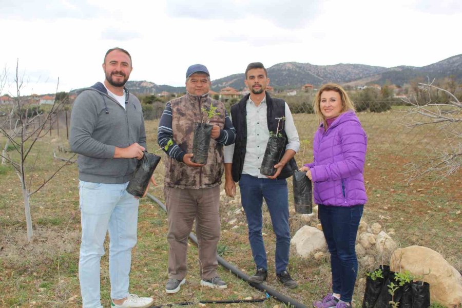 Korkutelili Çiftçilere Ayçiçeği Tohumu Dağıtıldı