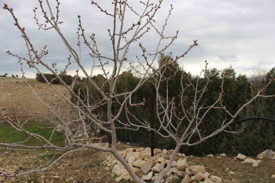 Korkutelili Çiftçilere Ayçiçeği Tohumu Dağıtıldı