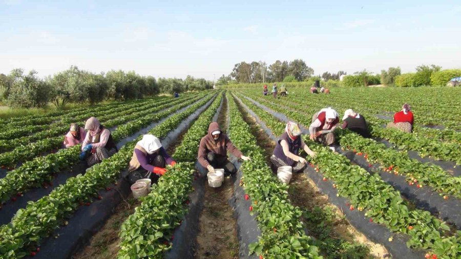 Türkiye’nin Çilek Deposundan İhracat Başladı