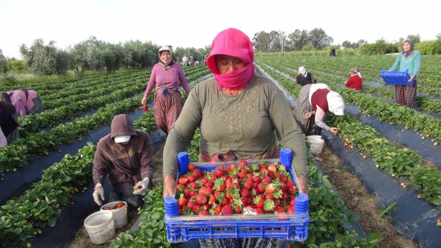 Türkiye’nin Çilek Deposundan İhracat Başladı