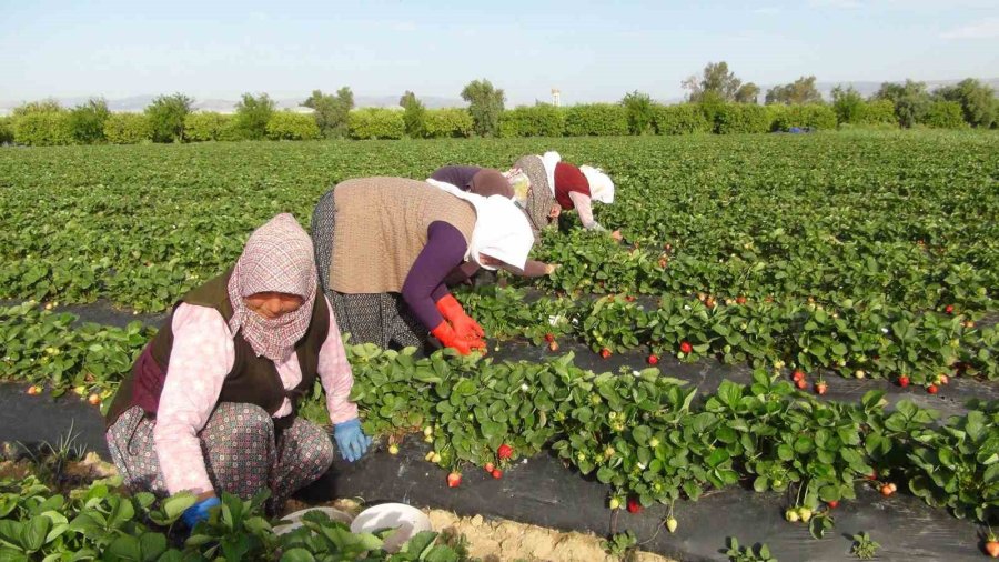 Türkiye’nin Çilek Deposundan İhracat Başladı