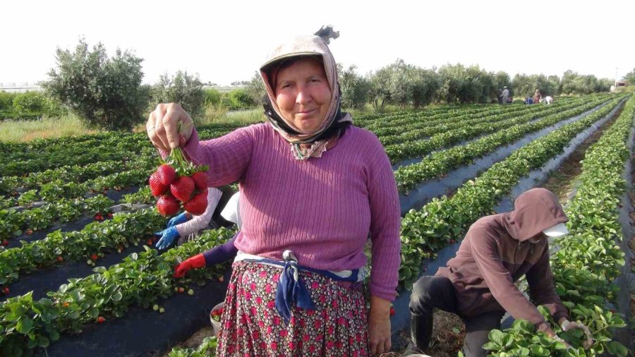 Türkiye’nin Çilek Deposundan İhracat Başladı