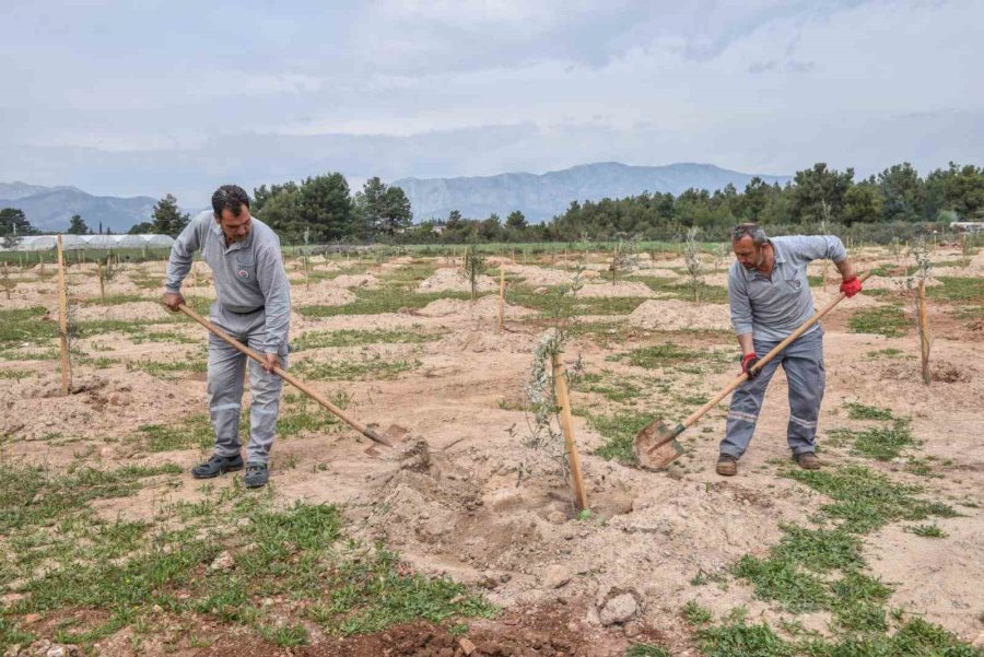 Kepez’den Geleceğe Zeytin Yatırımı