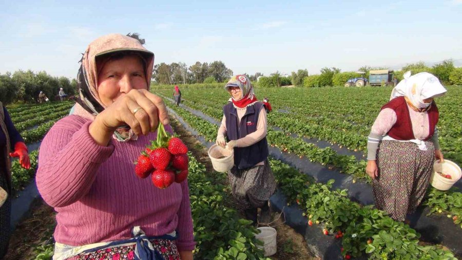 Türkiye’nin Çilek Deposundan İhracat Başladı