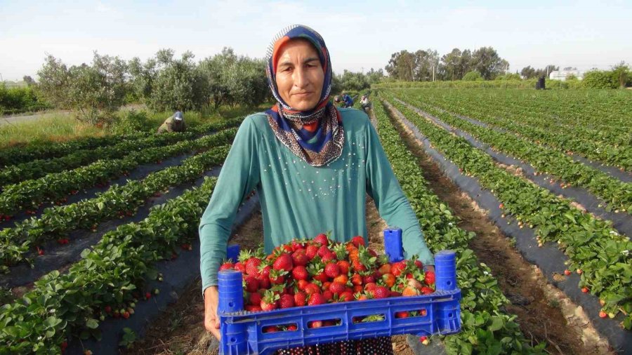 Türkiye’nin Çilek Deposundan İhracat Başladı