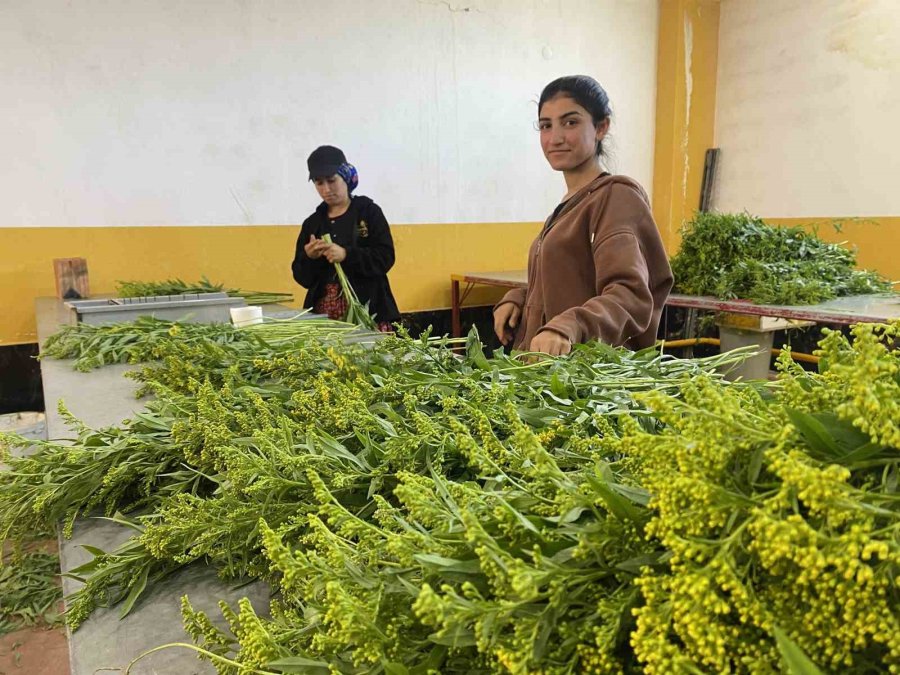 Türkiye’de Sadece Antalya’da Üretiliyor, Yüzde 90 Yurt Dışına İhraç Ediliyor