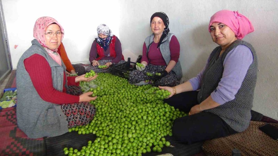 Can Eriğinin Kilosu 20 İle 100 Lira Arasında Değişiyor