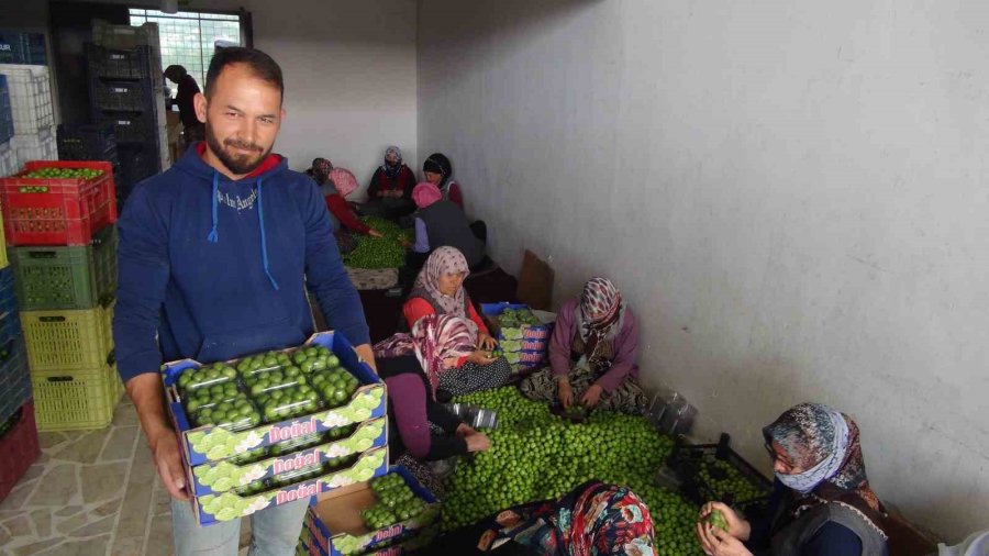 Can Eriğinin Kilosu 20 İle 100 Lira Arasında Değişiyor