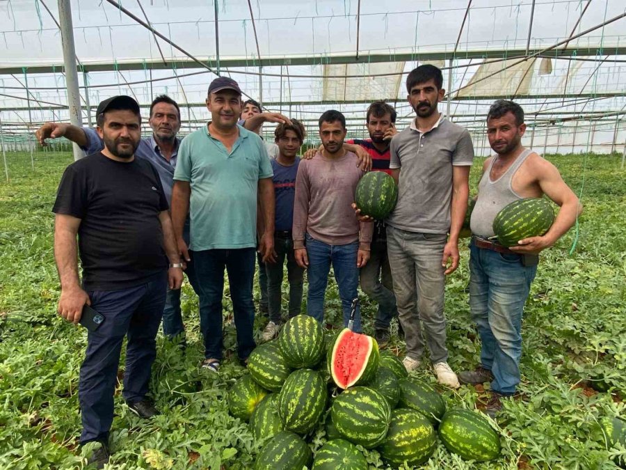 Antalya’da Örtü Altı Karpuz Hasatı Başladı