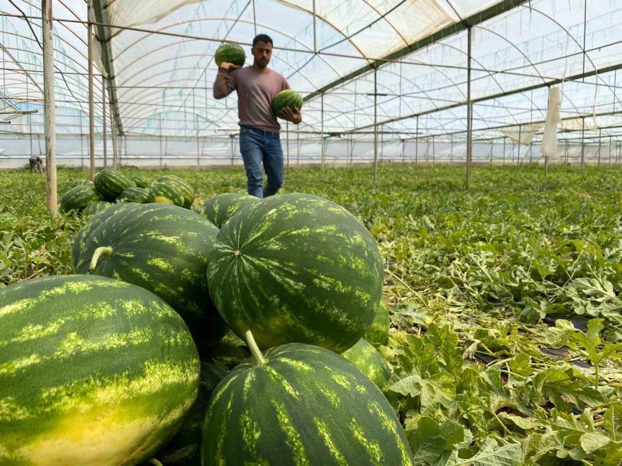 Antalya’da Örtü Altı Karpuz Hasatı Başladı