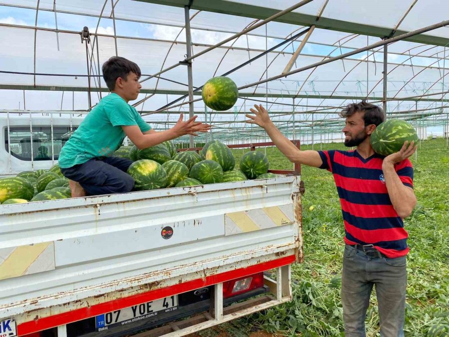 Antalya’da Örtü Altı Karpuz Hasatı Başladı