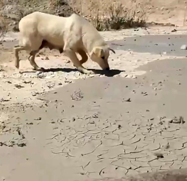 Antalya’da Yavru Köpeklere Beton Atık Suyu Katliamı