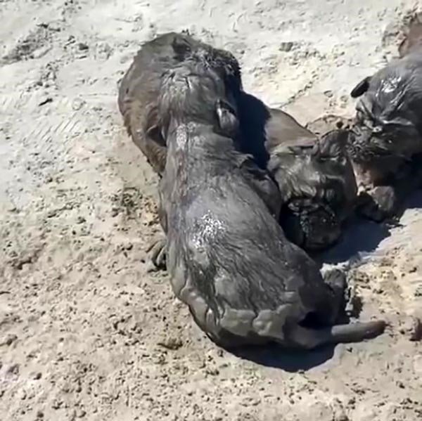 Antalya’da Yavru Köpeklere Beton Atık Suyu Katliamı