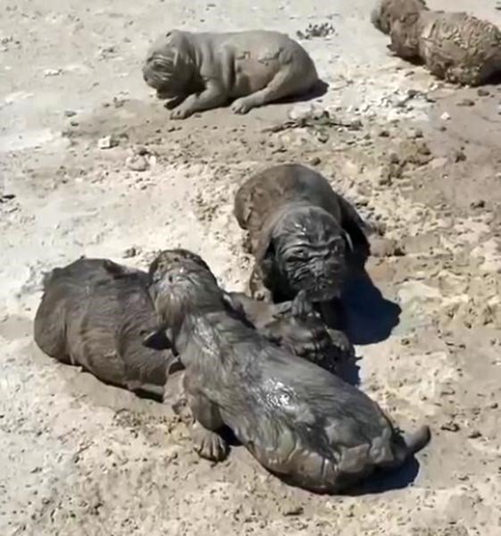 Antalya’da Yavru Köpeklere Beton Atık Suyu Katliamı