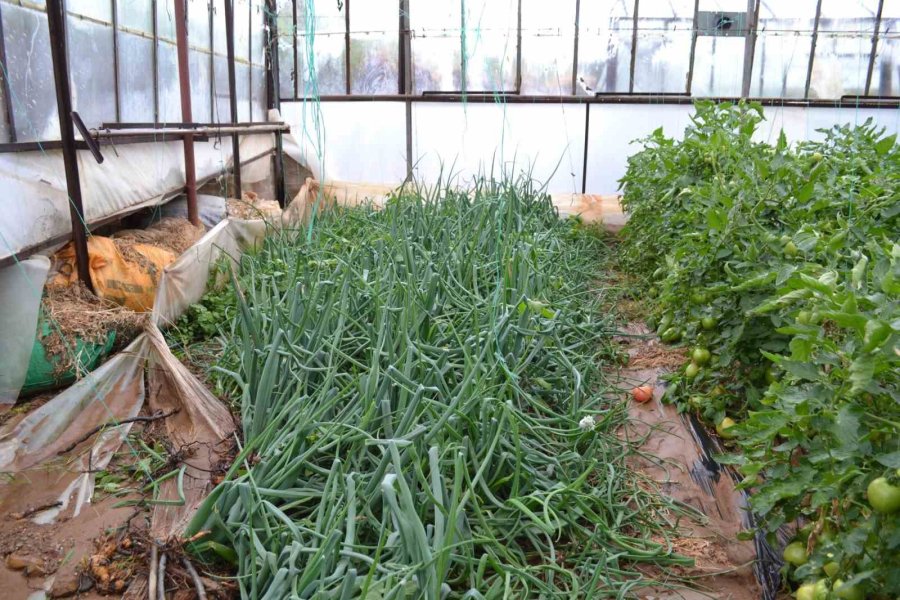 Gazipaşa’da Dere Taştı, Domates Serası Sular Altında Kaldı