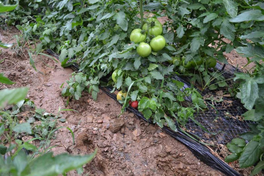 Gazipaşa’da Dere Taştı, Domates Serası Sular Altında Kaldı