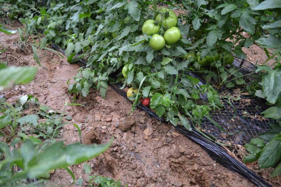 Gazipaşa’da Dere Taştı, Domates Serası Sular Altında Kaldı