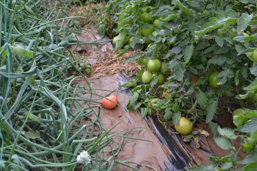 Gazipaşa’da Dere Taştı, Domates Serası Sular Altında Kaldı