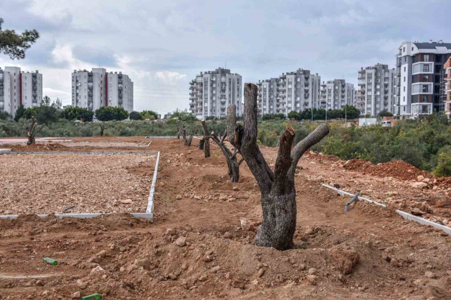 Kepez Çankaya’ya Zeytin Temalı Park