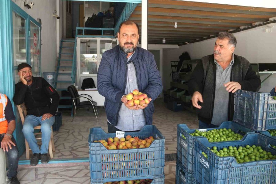 Mersin’de Açık Alanda Kayısı Hasadı Başladı