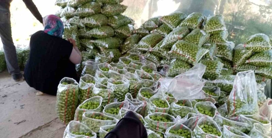 Mersin’de Açık Alanda Kayısı Hasadı Başladı