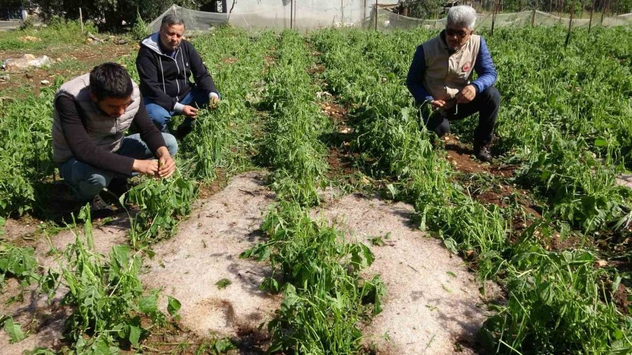 Şiddetli Dolu Serayı Çökertti, Açıktaki Ürünlere Ağır Hasar Verdi