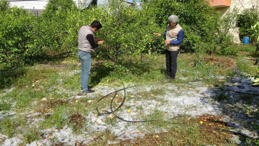 Şiddetli Dolu Serayı Çökertti, Açıktaki Ürünlere Ağır Hasar Verdi