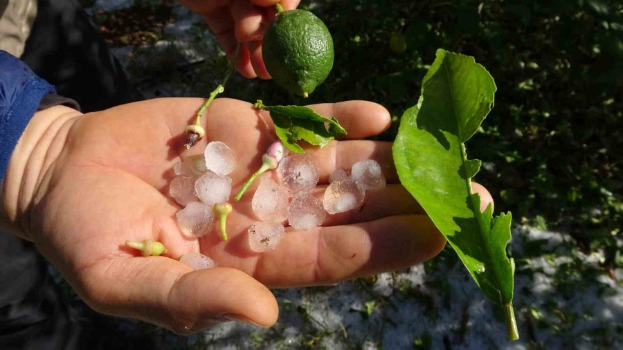 Şiddetli Dolu Serayı Çökertti, Açıktaki Ürünlere Ağır Hasar Verdi