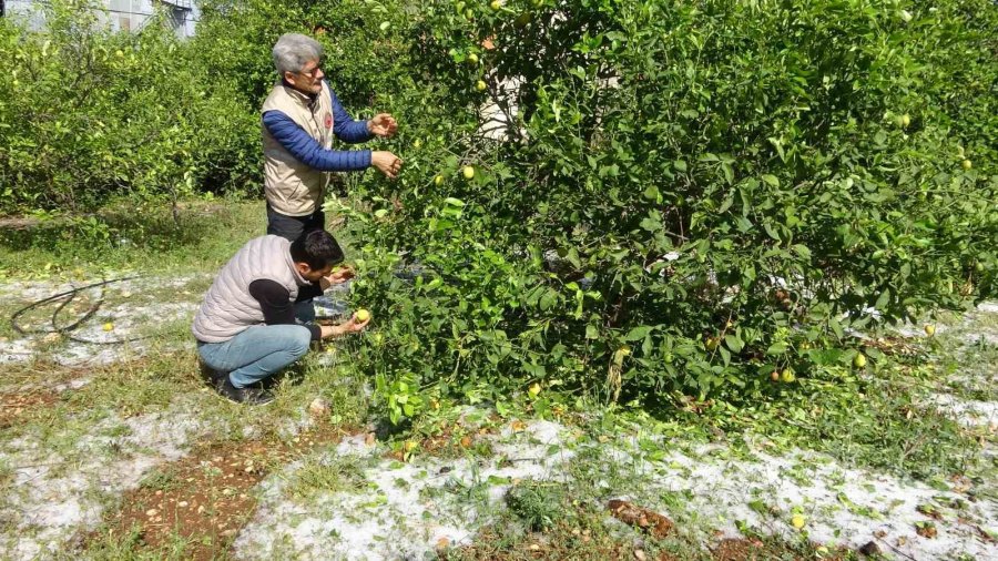 Şiddetli Dolu Serayı Çökertti, Açıktaki Ürünlere Ağır Hasar Verdi