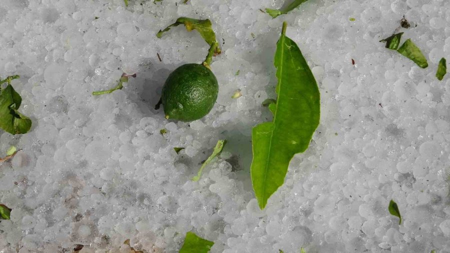 Şiddetli Dolu Serayı Çökertti, Açıktaki Ürünlere Ağır Hasar Verdi