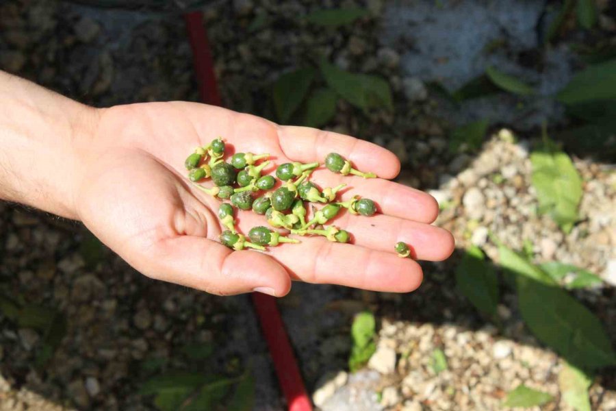 Şiddetli Dolu Serayı Çökertti, Açıktaki Ürünlere Ağır Hasar Verdi