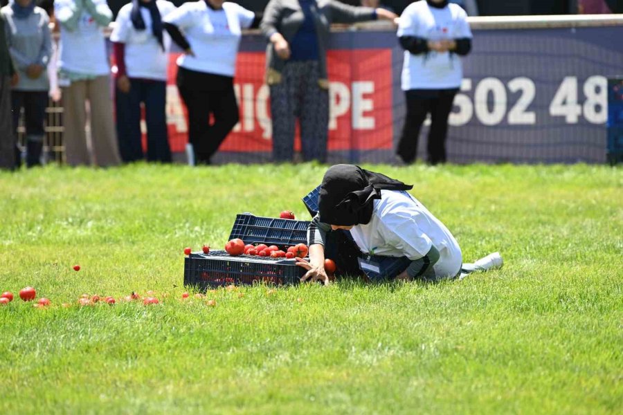 Kasalarla Domatesi Sırtlarında 40 Metre Taşıyıp Finiş Çizgisine Ulaştılar