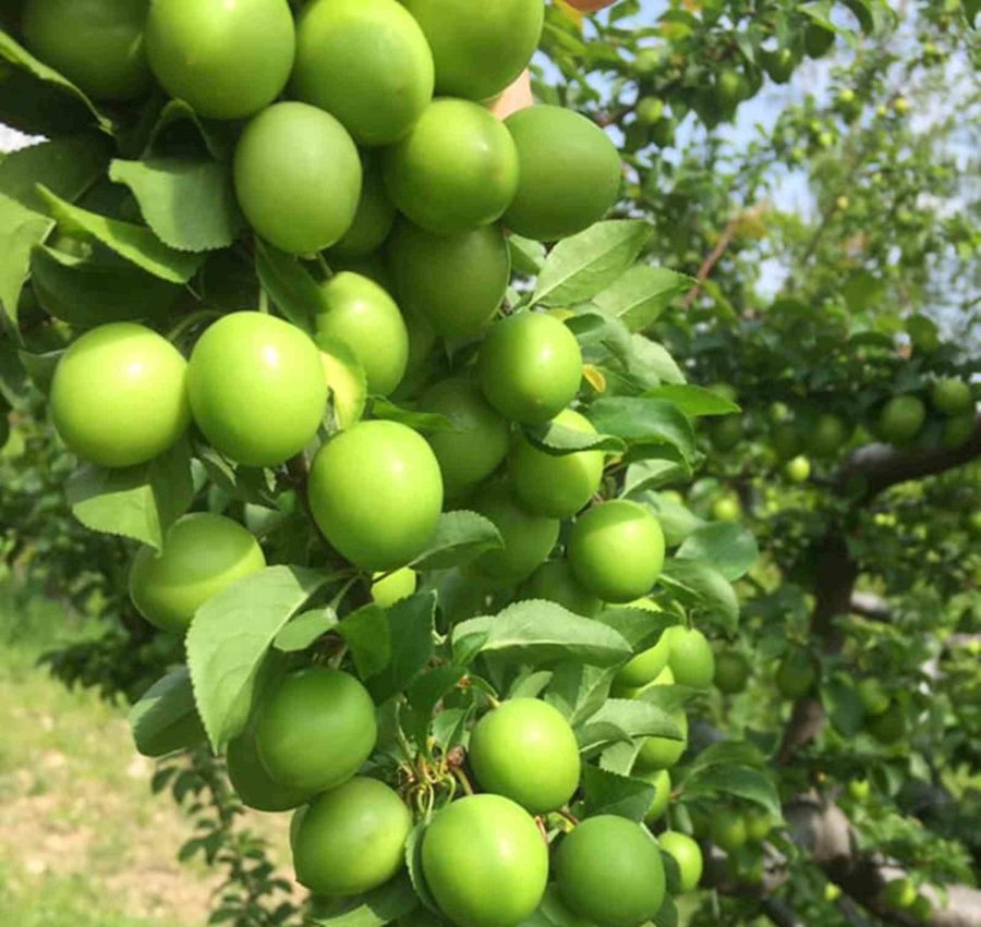 Mersin’de Açık Alanlardaki Bahçelerde Erik Hasadı Başladı