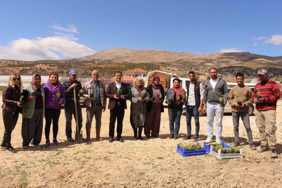 Büyükşehirin Hibe Ettiği, Antep Fıstığı Ve Kekikler Elmalı’da Toprakla Buluştu