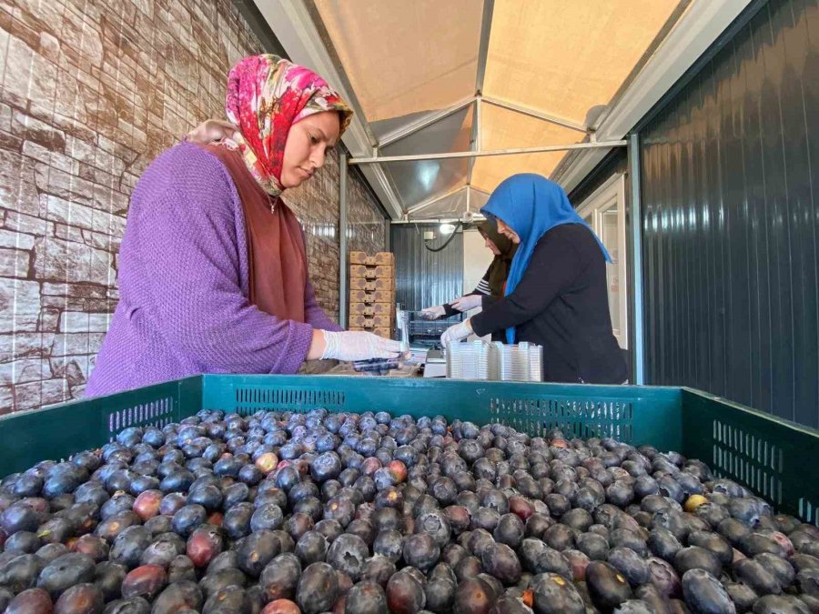 Antalya’da Kadınların Topraksız Tarımla Mavi Yemiş Hasadı Başladı