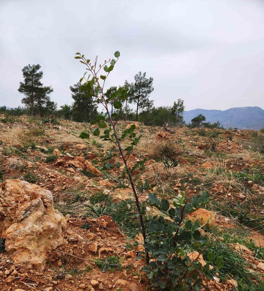 Mersin’de Yanan Orman Sahaları Yeşeriyor