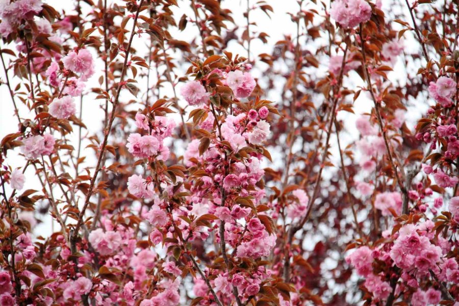 Güzel Kokusuyla Rengarenk Çiçeği İle Sakura Ağacı