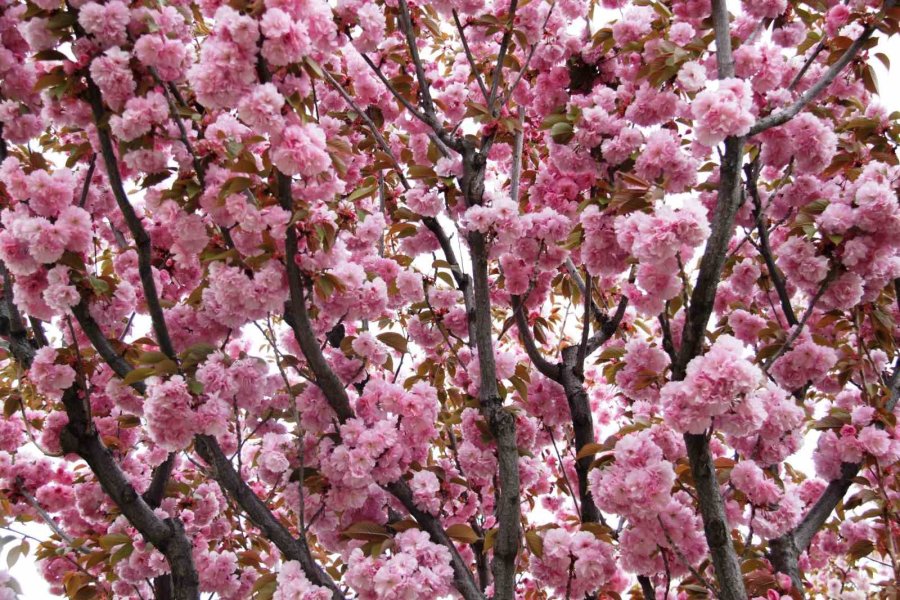 Güzel Kokusuyla Rengarenk Çiçeği İle Sakura Ağacı