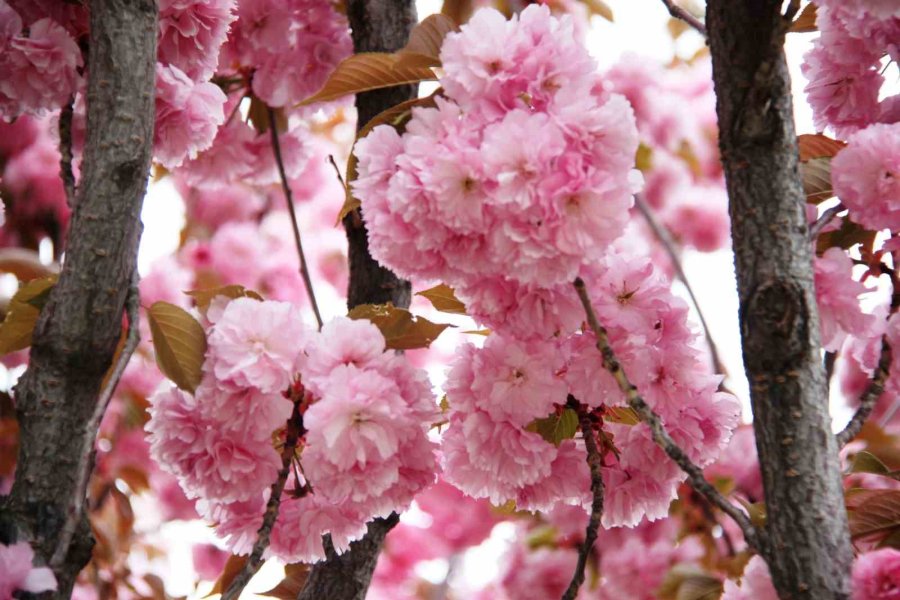 Güzel Kokusuyla Rengarenk Çiçeği İle Sakura Ağacı