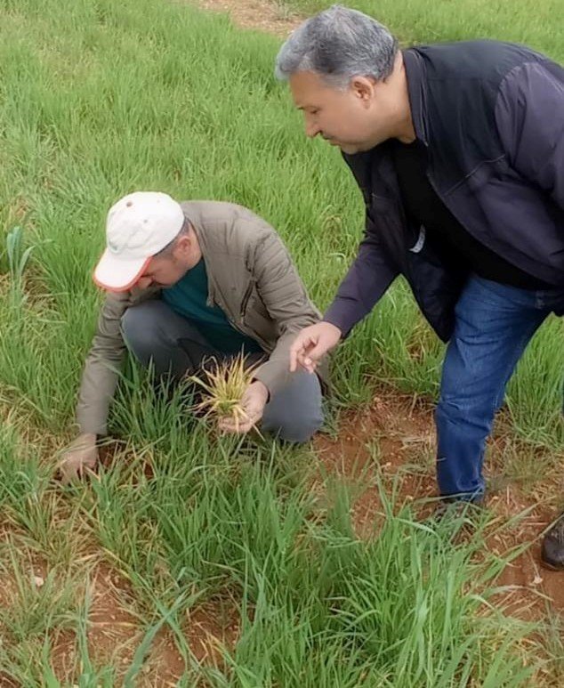 Hububat Ekili Alanlarda Tarla Faresi İle Mücadele Çalışmaları