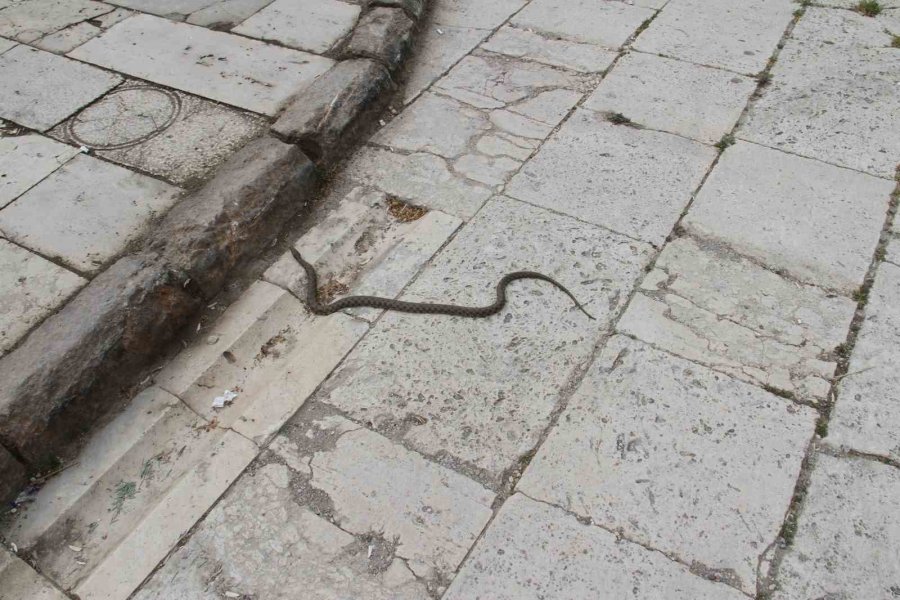 Konya’da Havalar Isındı, Yılanlar Ortaya Çıkmaya Başladı