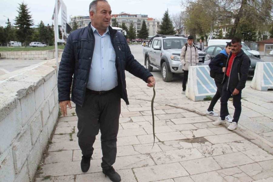 Konya’da Havalar Isındı, Yılanlar Ortaya Çıkmaya Başladı