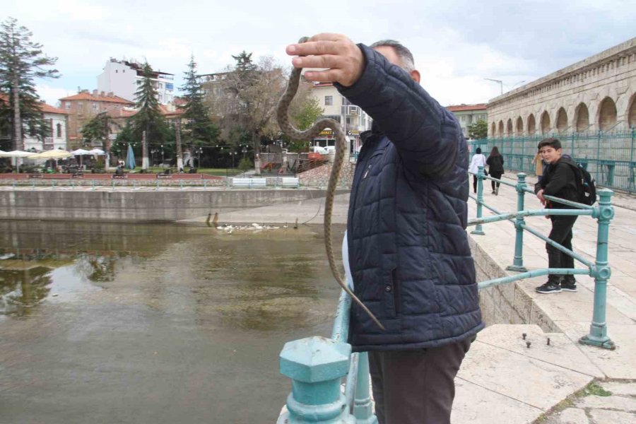 Konya’da Havalar Isındı, Yılanlar Ortaya Çıkmaya Başladı