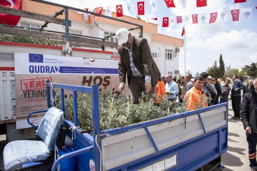 Gülnar’da 3 Bin Zeytin Fidanı Dağıtıldı